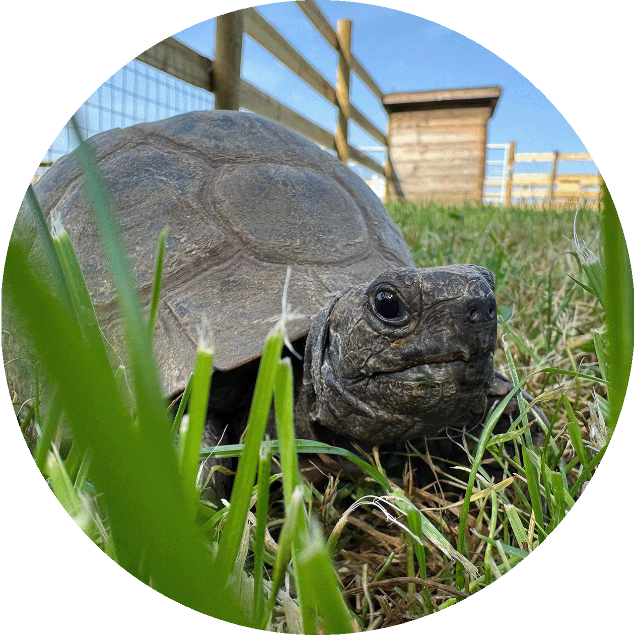 Tortoise